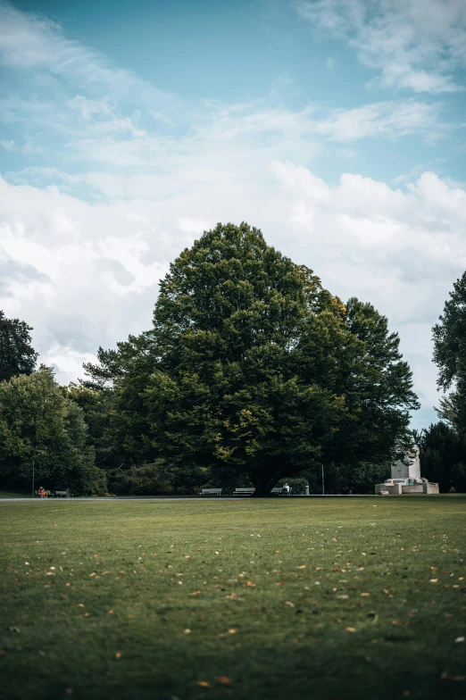 a picture of the park with grass and trees