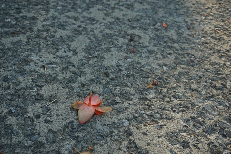 a flower sitting on top of a cement ground