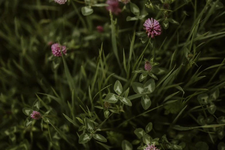 purple flowers growing on the tops of some green plants