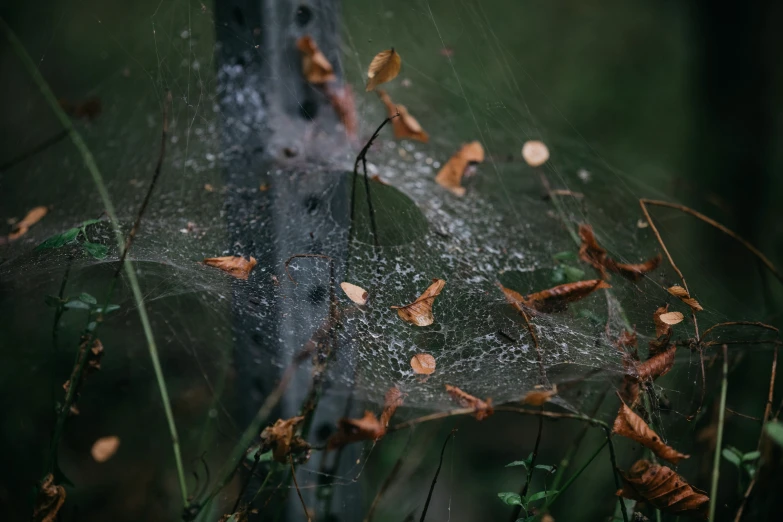 a spider web is partially caught in the air