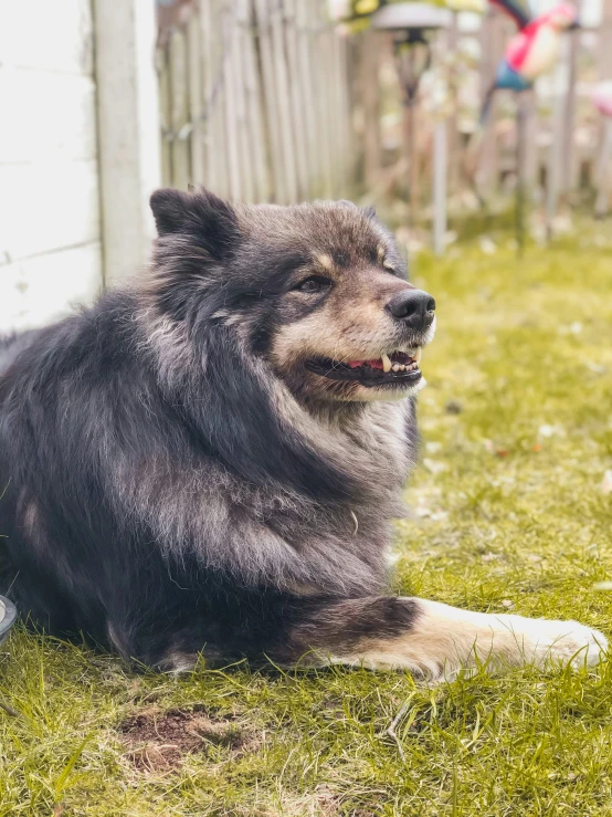 a black and gray furry dog laying on the ground