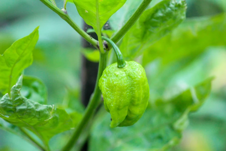 a green pepper on a plant with leaves