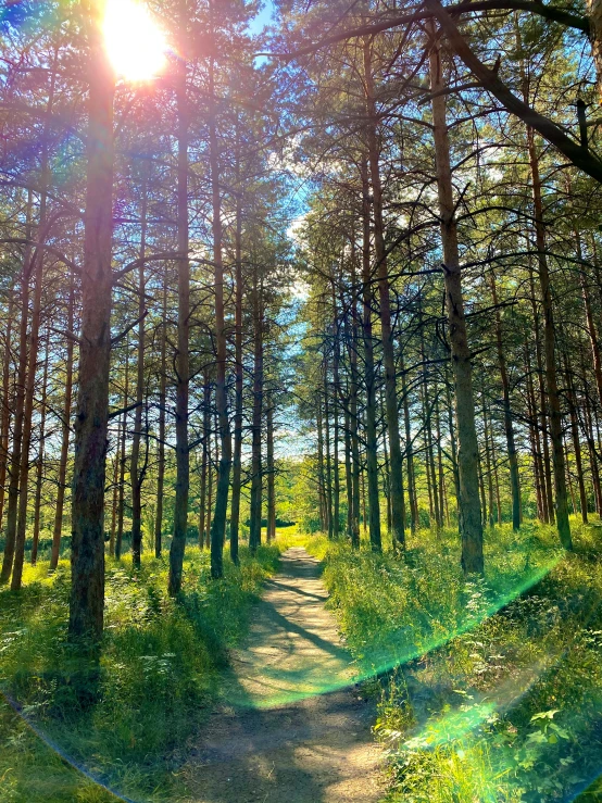 a pathway through the forest lined with trees and tall green trees