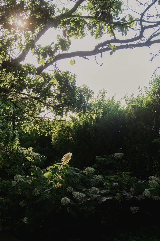 a po of trees and sunlight that is partially obscured by the leaves