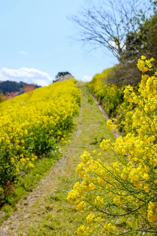 a pathway leading through the yellow flowers on a hill side