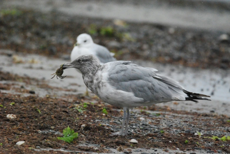 there are two seagulls walking on the ground