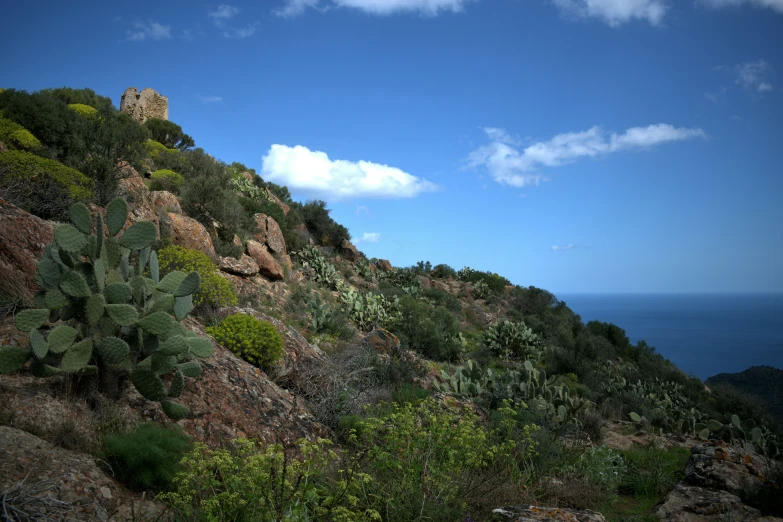 a bunch of plants on the side of a hill