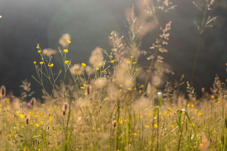 a grassy field with weeds, yellow flowers and trees