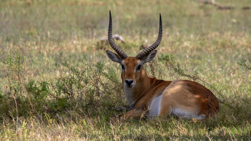 a large deer laying in the grass near a tree