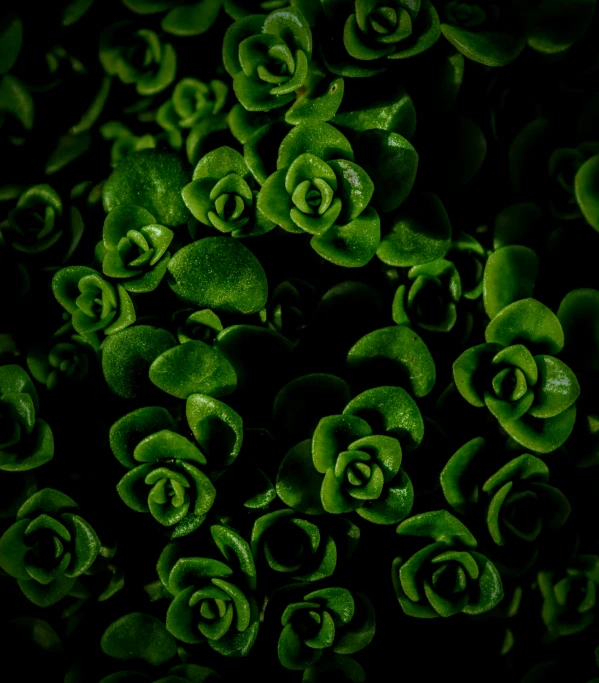 a close up of small succulents of different size and shape