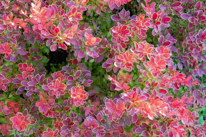 a bouquet of colorful flowers on a pole