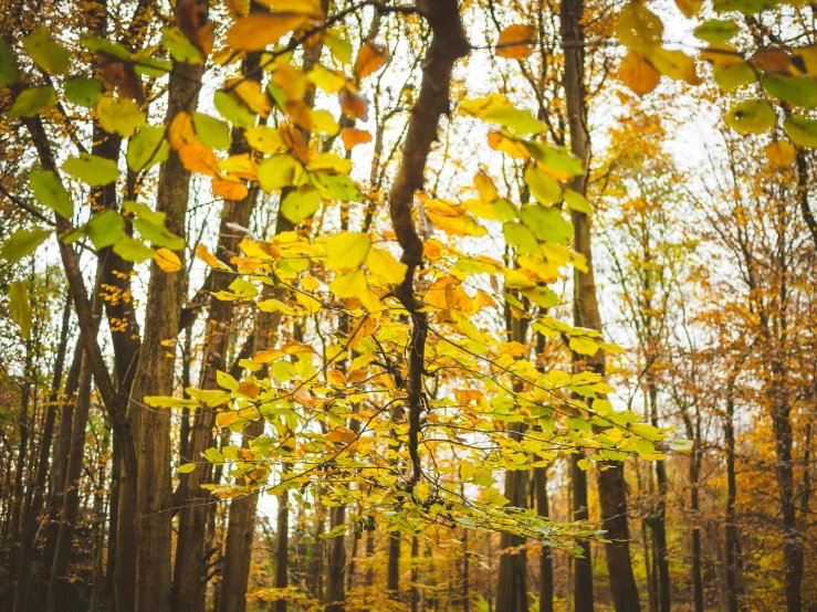 a wooded path and lots of yellow leaves