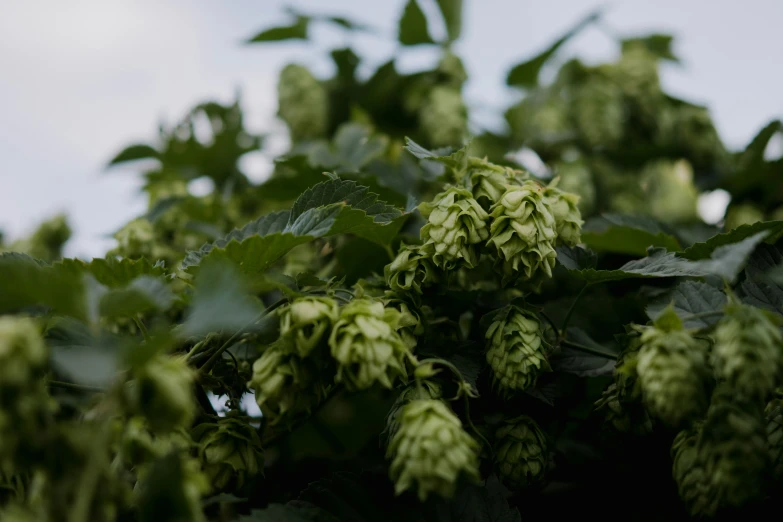 hops growing on a tree in the sunlight