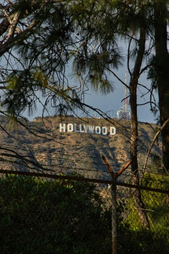 the hollywood sign is framed by trees as seen from the mountain