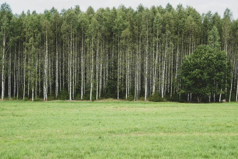 a large open field that has several rows of trees in it