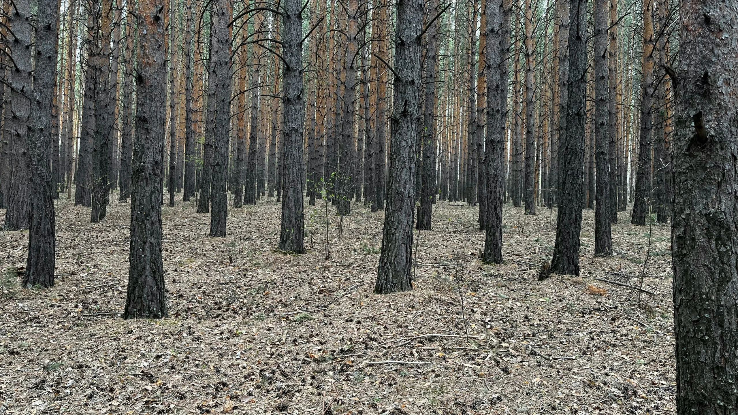 several tall trees with brown foliage growing in it