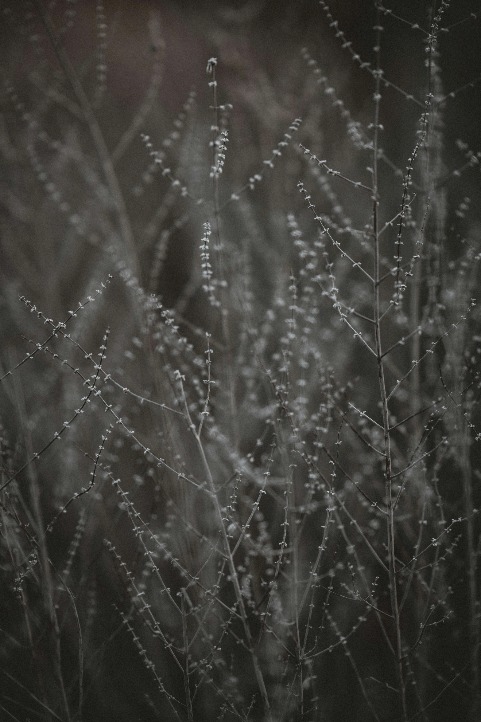 this is an image of the nches of some plants with dew