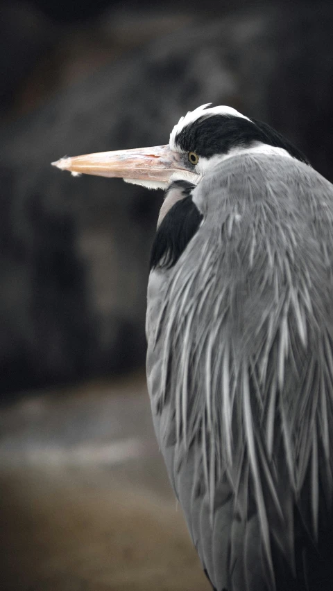 the bird has a long, gray beak and is standing alone