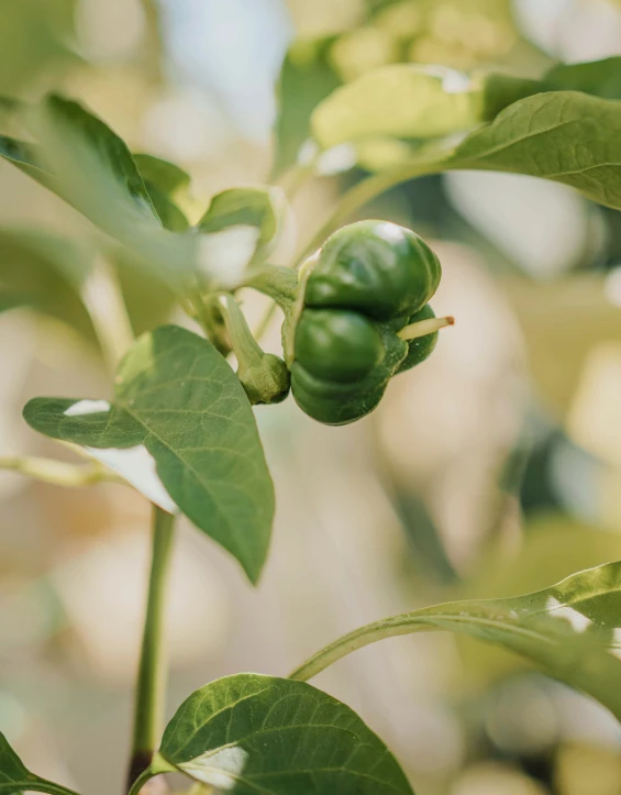 a plant with green pea pods that are beginning to grow