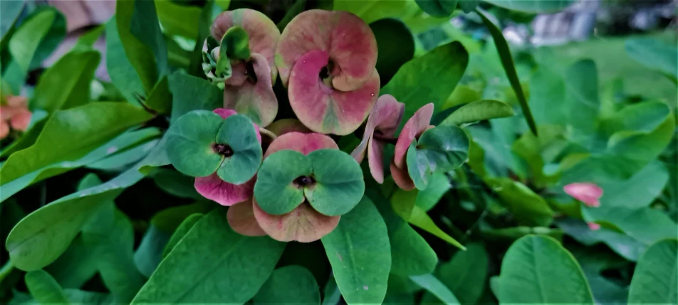 a picture of pink flowers that look like they are in the water