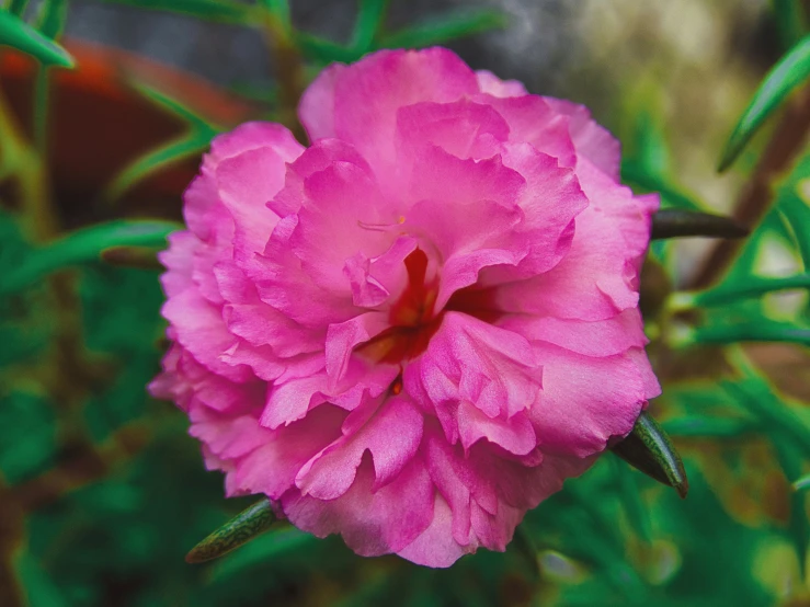 a flower with pink petals in the foreground