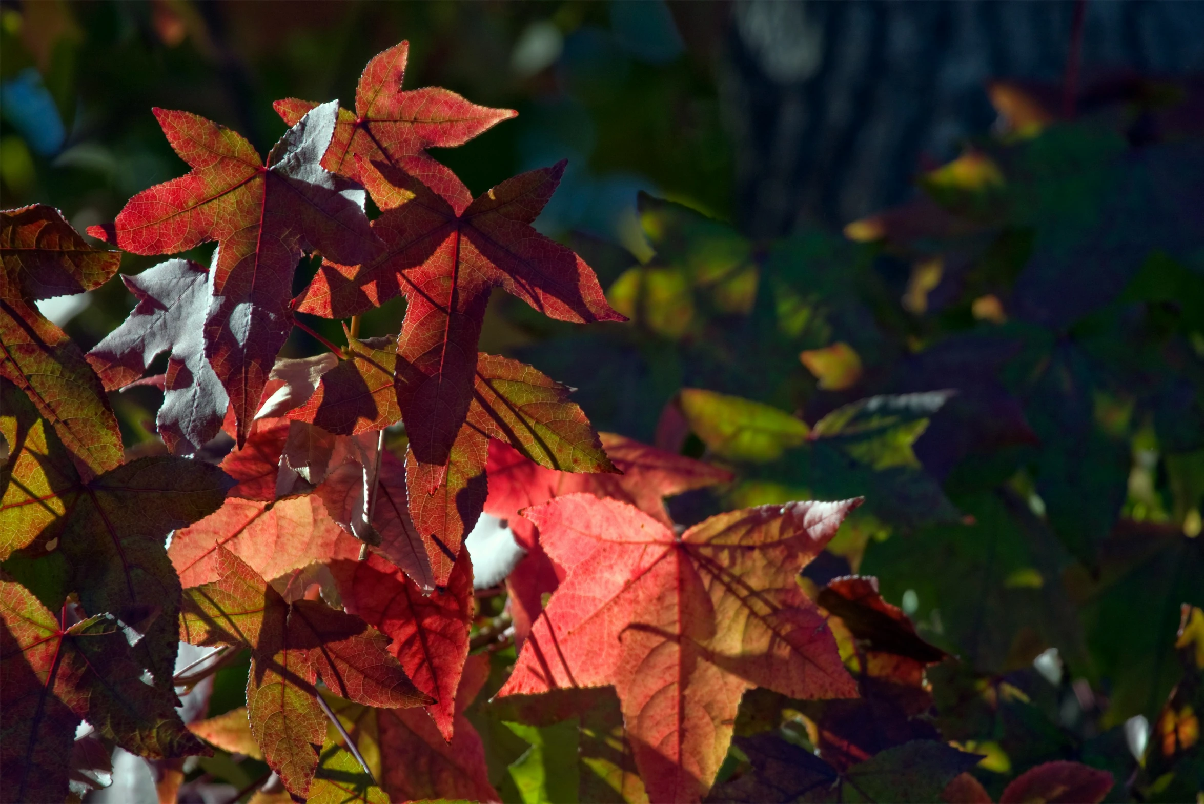 the colors of autumn in a bright green background