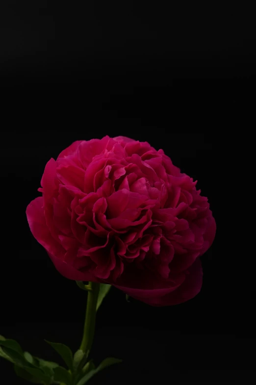 a red flower sits on top of green leaves