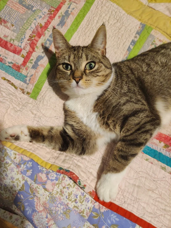 the cat lies down on the quilt looking at soing