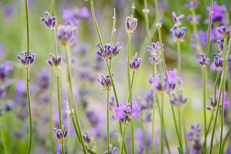 wildflowers bloom in the field with many purple ones