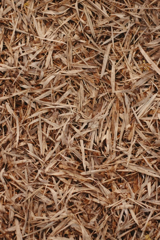 a bunch of brown wood chips piled together