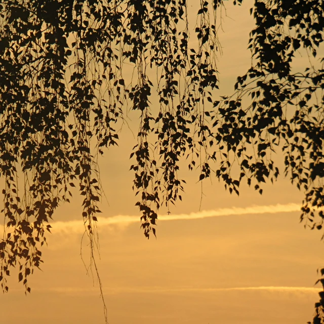 the sunsets behind the silhouette of trees