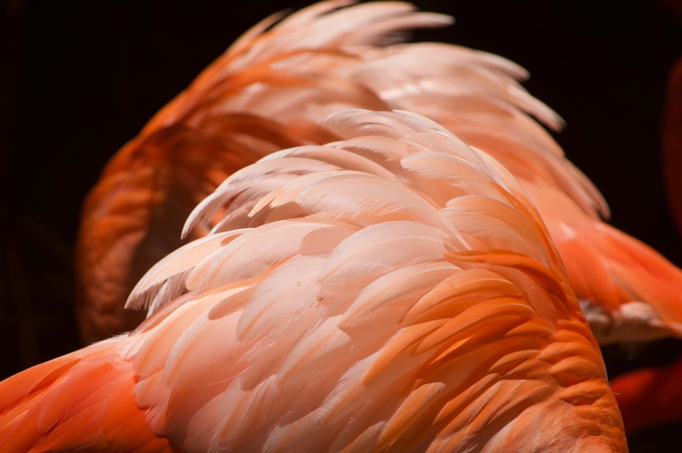 the back side of a flamingos head with its feathers folded up