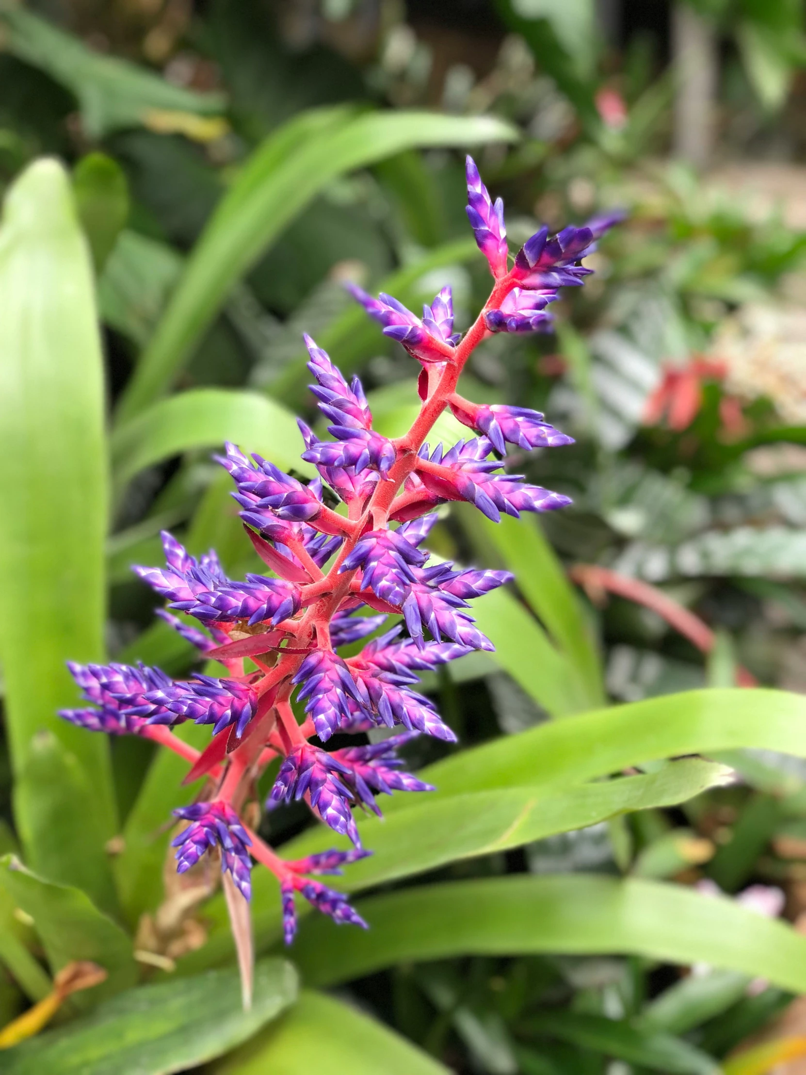 purple flowers that have purple and red centers