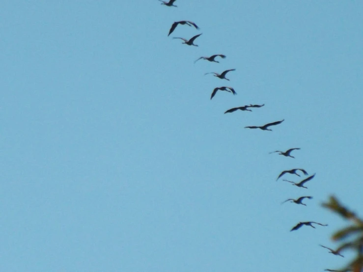 birds flying overhead and leaving a long trail