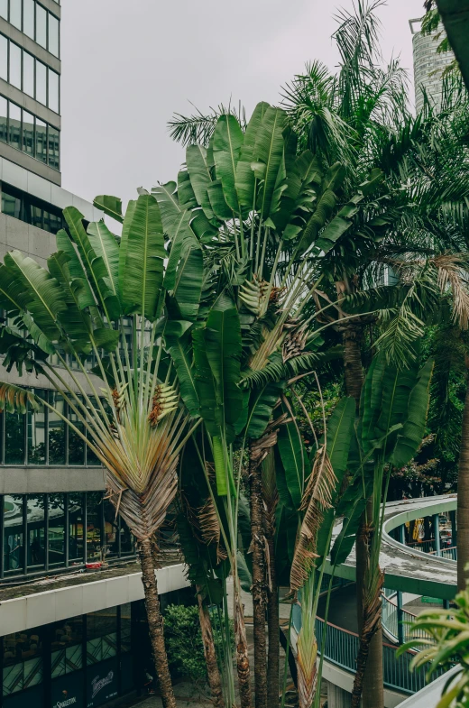 tropical palm trees near a street and buildings