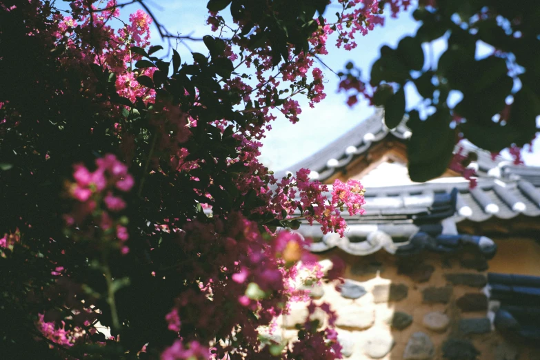 view of roofs from behind in bright pink blooming tree