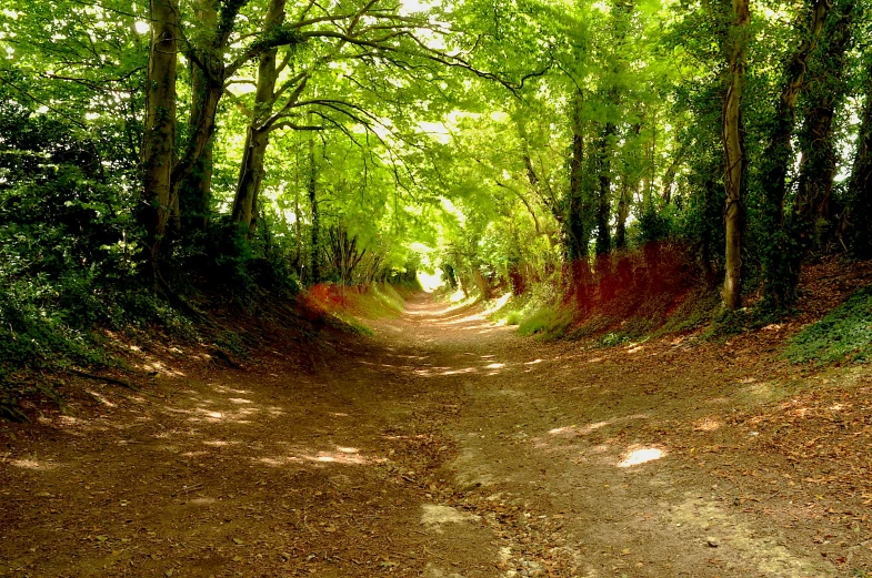 an empty dirt path surrounded by forest trees