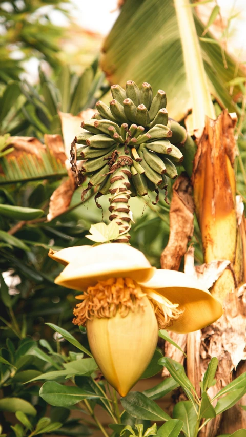 several plants growing on the nches of palm trees