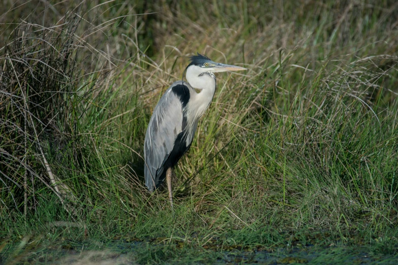 a heron is standing by some tall grass