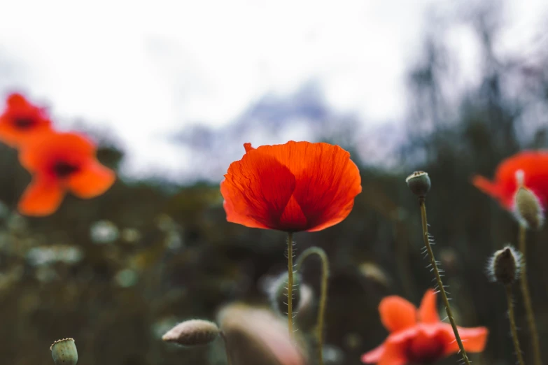 an image of some red flowers growing in the bushes