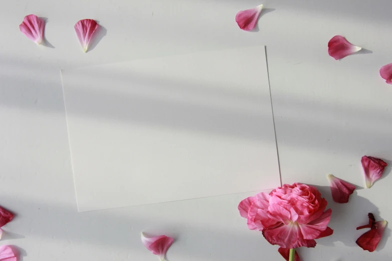 pink flowers on white surface with square paper