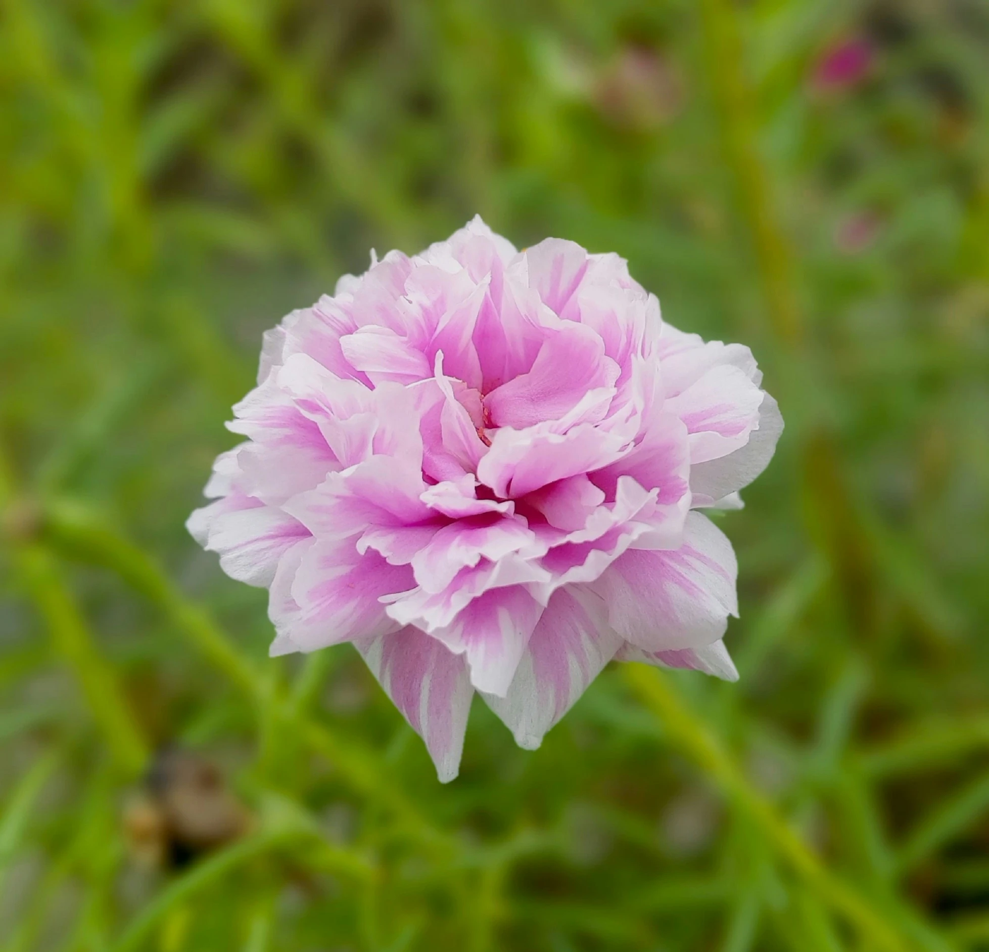 a large pink flower sitting on top of grass