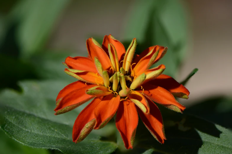 the orange flower is in the midst of several leaves