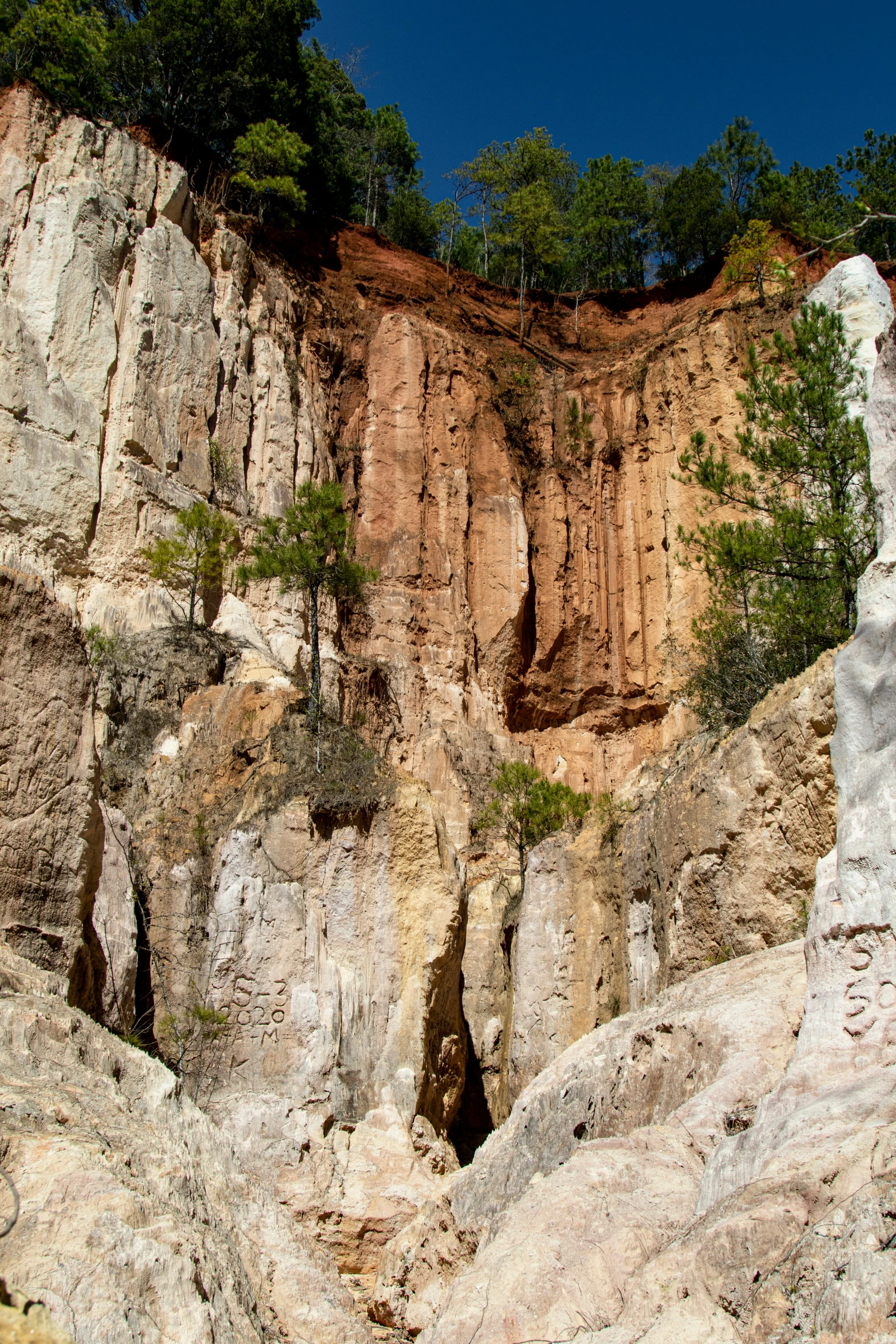 a small group of trees near a cliff