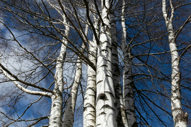 tall trunks of trees in a field with no leaves