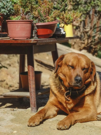 a dog is resting next to a table with potted plants on it