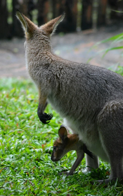 a close up of two animals on some grass