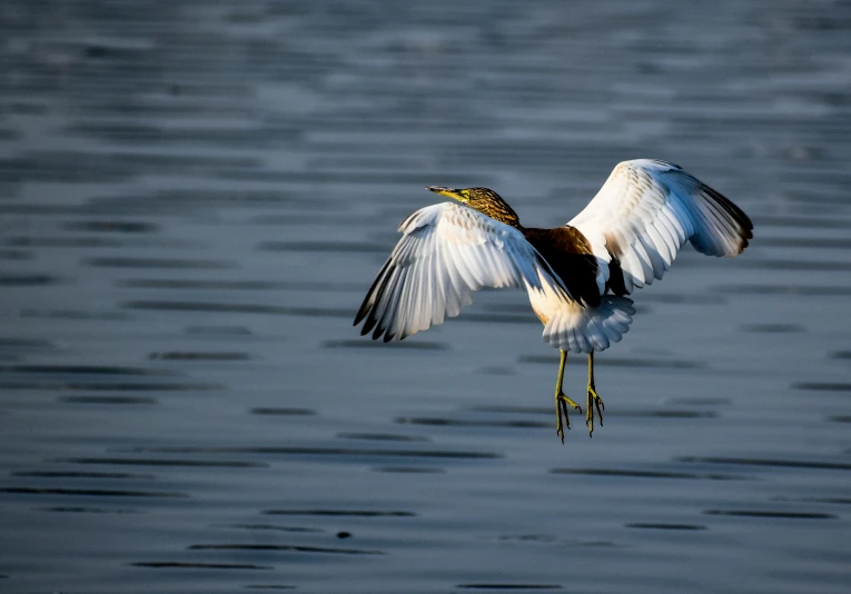 the bird is flying by the water and it is getting ready to land