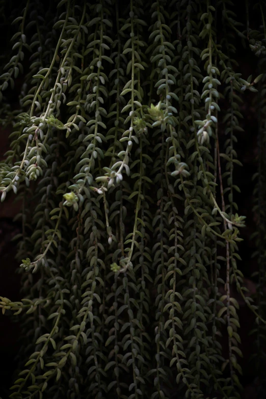 green leaves are hanging from the trees