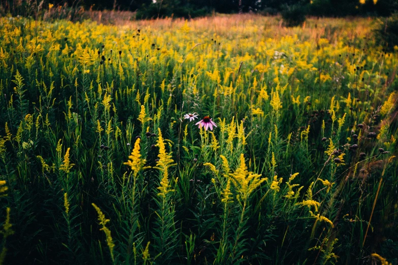 a grassy field has weeds in the foreground and yellow flowers in the background